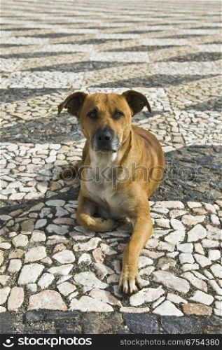 Friendly dog laying down in a causeway, looking at camera