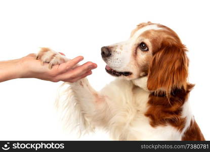 Friendship between a dog and its owner isolated on a white background