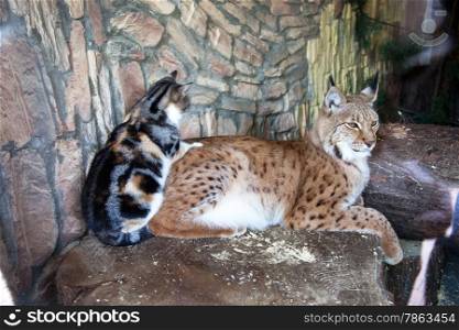 Friendship cats and bobcats at the zoo St. Petersburg