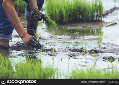 friendship,young farmer planting on the Rice Berry organic paddy rice farmland,Together concept.