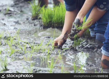 friendship,young farmer planting on the Rice Berry organic paddy rice farmland,Together concept.