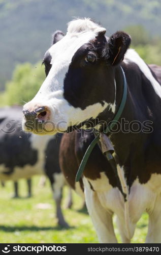 Friesian cows grazing in a green green meadows