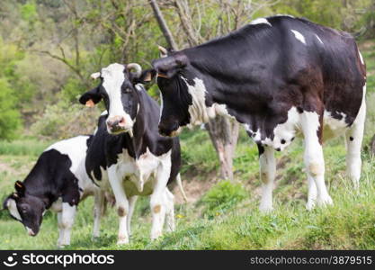 Friesian cows grazing in a green green meadows