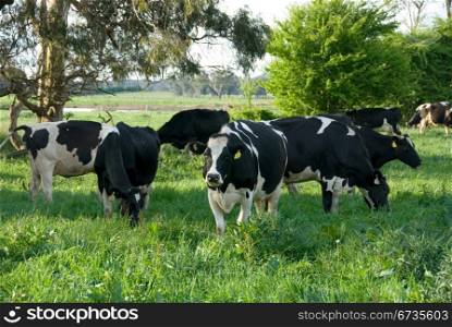 Friesian cows grazing in a lush green field, near Moss Vale, New South Wales, Australia
