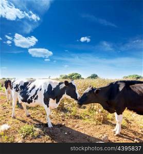 Friesian cows kissing each other in Menorca Balearic Islands