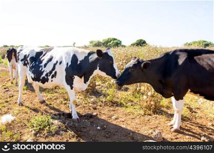 Friesian cows kissing each other in Menorca Balearic Islands