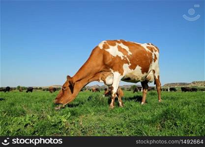 Friesian - Holstein dairy cow grazing on lush green pasture