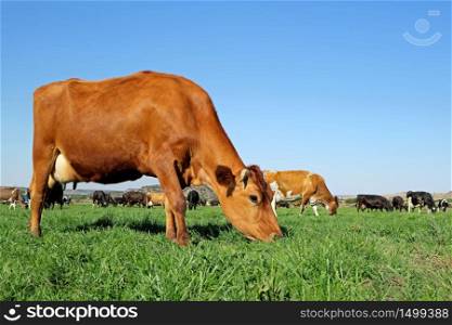 Friesian - Holstein dairy cows grazing on lush green pasture