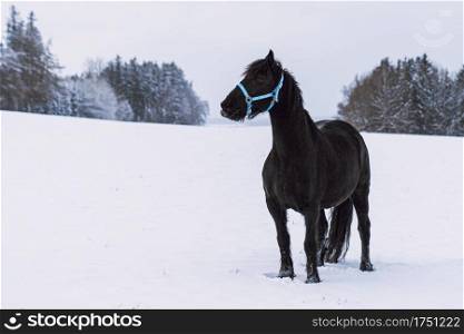 Friesian stallion in winter field. Black Friesian horse in winter.