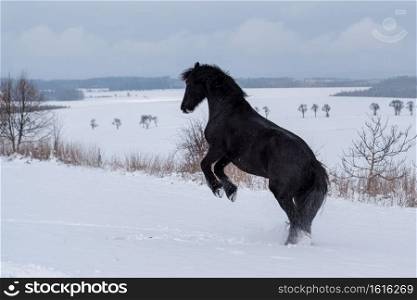 Friesian stallion running in winter field. Black Friesian horse runs gallop in winter.