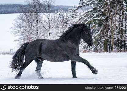 Friesian stallion running in winter field. Black Friesian horse runs gallop in winter.