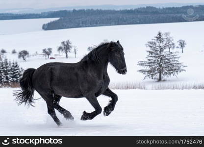 Friesian stallion running in winter field. Black Friesian horse runs gallop in winter.