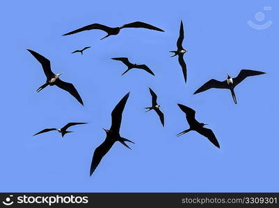 frigate bird silhouette backlight breeding season sky background