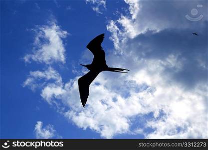 frigate bird silhouette backlight breeding season sky background