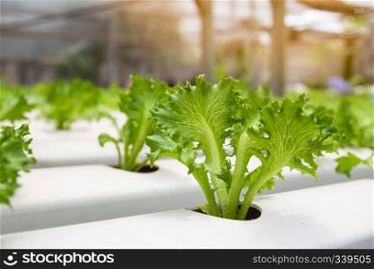 Frillice Iceberg growing in nursery hydroponics farm. Salad vegetable