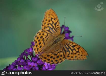 "Fritillary "Argynnis paphia" with outstretched wings "