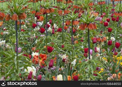 Frittilaria with tulips and pansies. Frittilaria with tulips and pansies The Netherlands