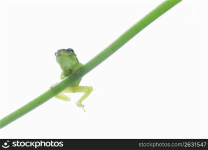 Frog and Leaf