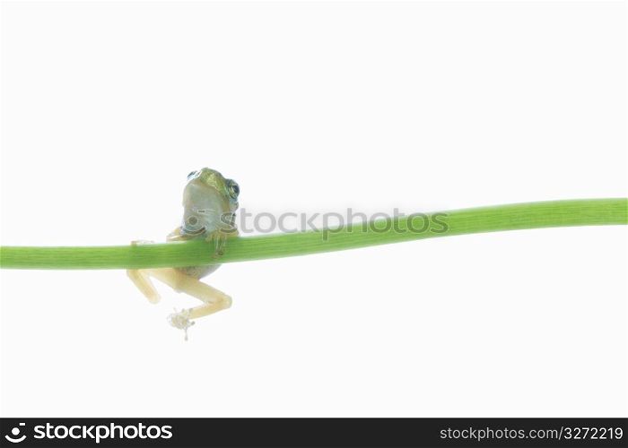 Frog and Leaf