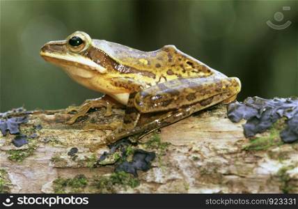 Frog at Amboli, Maharashtra, India