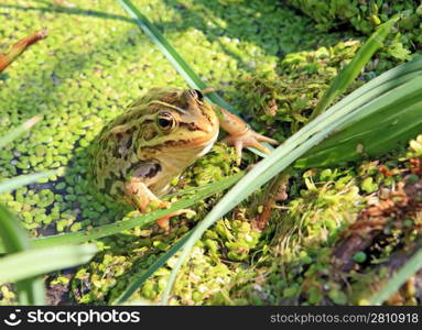 frog in marsh amongst duckweed