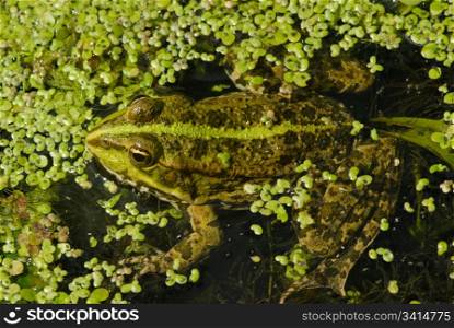 frog in pond. nature wildlife