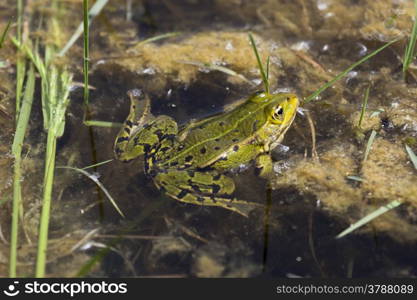 Frog in the Baie de Somme, Picardie, France