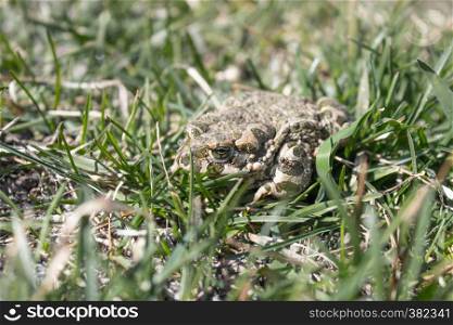 Frog in the grass. A green frog sits in the grass. Toad resting in the spring on the grass. Country frog. Animal.. Frog in the grass. A green frog sits in the grass. Toad resting in the spring on the grass.