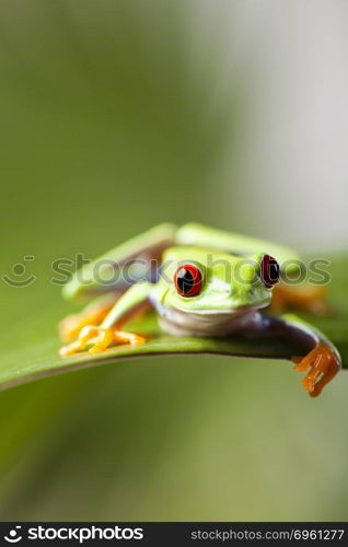 Frog in the jungle on colorful background