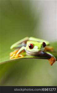 Frog in the jungle on colorful background