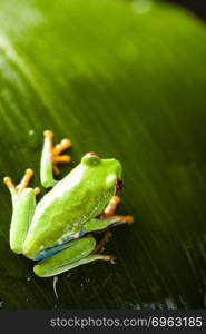 Frog in the jungle on colorful background