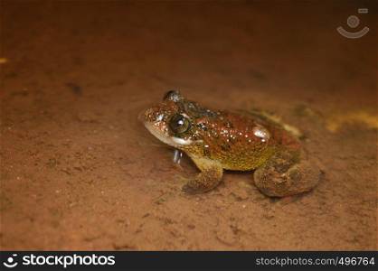 Frog - Nyctibatrachus sp , Satara District , Maharashtra , India