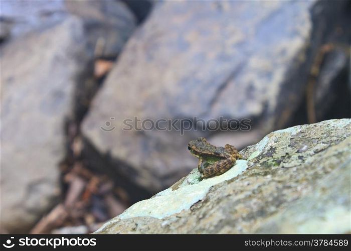 Frog on a wet stone at the stream