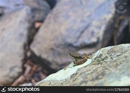 Frog on a wet stone at the stream