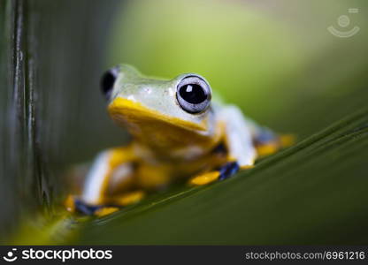 Frog on the leaf on colorful background