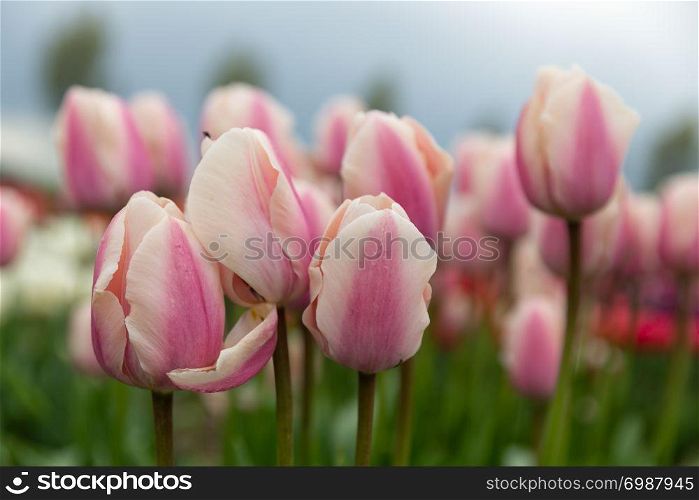 Frog perspectieve from purple and white tulips facing a grey cloudy sky. Frog perspectieve purple and white tulips facing a cloudy sky