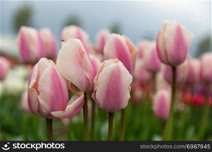 Frog perspectieve from purple and white tulips facing a grey cloudy sky. Frog perspectieve purple and white tulips facing a cloudy sky