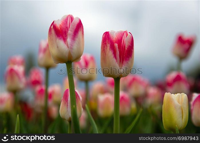 Frog perspectieve from red and white tulips facing a grey cloudy sky. Frog perspectieve red and white tulips facing a cloudy sky