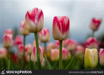 Frog perspectieve from red and white tulips facing a grey cloudy sky. Frog perspectieve red and white tulips facing a cloudy sky