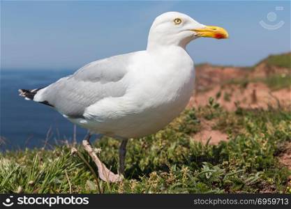 Frog perspective of Herring gull at German island Helgoland. Frog perspective of Herring gull at German island Helgoland in the Northsea
