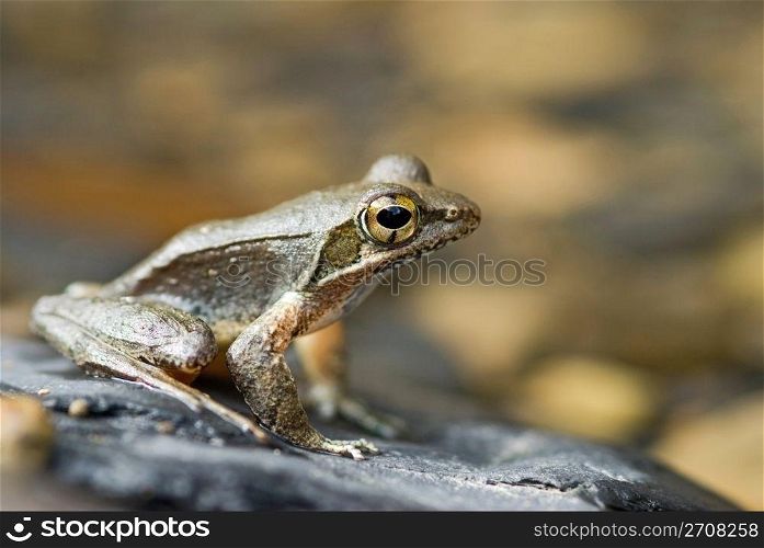 Frog (Rana sauteri) on the river stone, Taiwan, East Asia