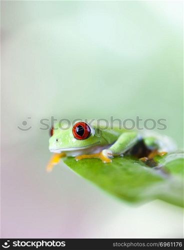 Frog shadow on the leaf on colorful background