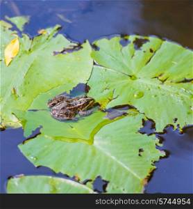 Frog sitting on leaf with lily in the pond