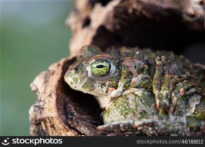 Frog with bulging green eyes in nature