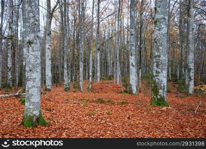 From a beech forest at autumn at the swedish province Smaland.