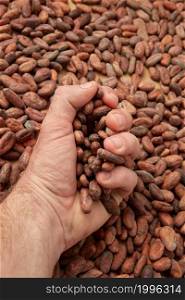 From above crop male hand taking pile of organic unpeeled raw beans of cocoa tree. Crop person with handful of cocoa beans