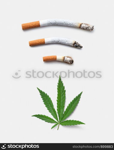 From above green leaf of marijuana placed near smoked out cigarettes against white background. Cannabis leaf near joints