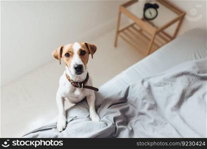 From above view of charming Jack Russell Terrier bending on bed looking at camera with interest. . Curious dog on bed looking at camera
