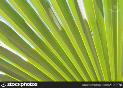 Fronds of a palm