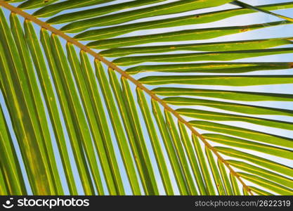 Fronds of a palm